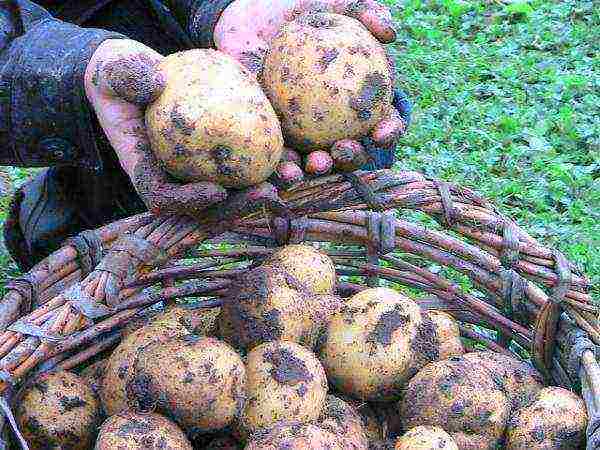 best variety early potatoes