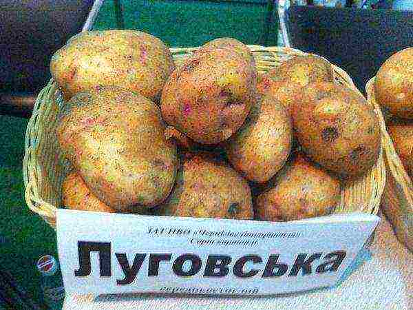 best variety early potatoes