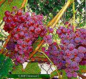 the best grape variety for the Moscow region