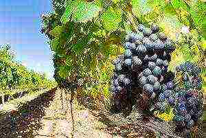 the best grape variety for the Moscow region