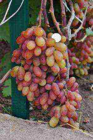 the best grape variety for the Moscow region