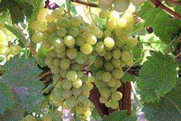 the best grape variety for the Moscow region