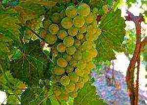 the best grape variety for the Moscow region