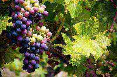 the best grape variety for the Moscow region