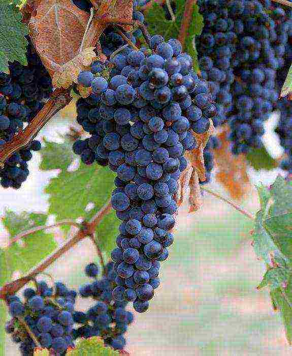 the best grape variety for the Moscow region