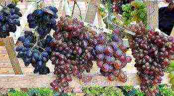 the best grape variety for the Moscow region