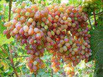 the best grape variety for the Moscow region