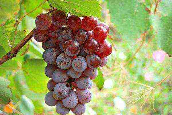 the best grape variety for the Moscow region