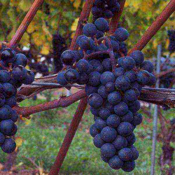 the best grape variety for the Moscow region