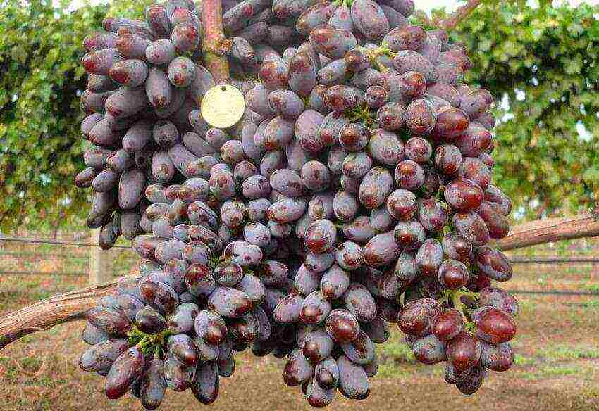 the best grape variety for the Moscow region