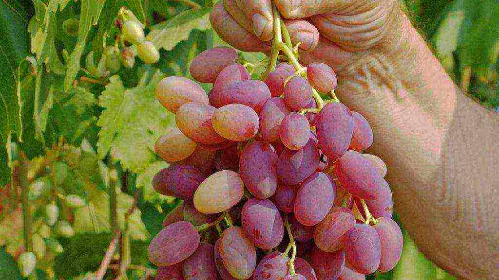 the best grape variety for the Moscow region