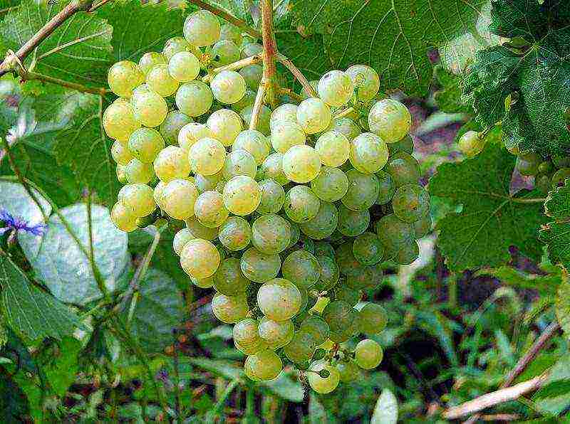 the best grape variety for the Moscow region