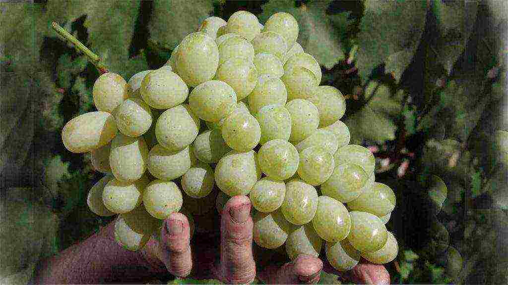 the best grape variety for the Moscow region