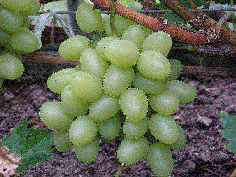 the best grape variety for the Moscow region