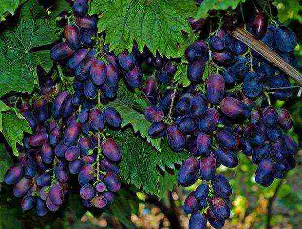 the best grape variety for the Moscow region