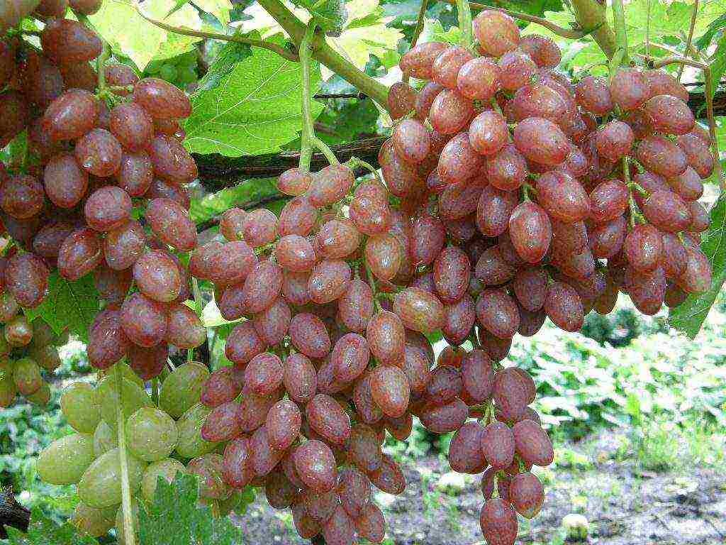 the best grape variety for the Moscow region