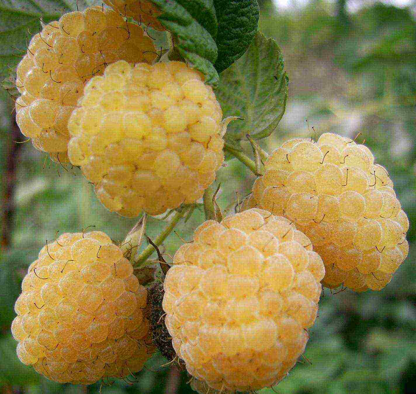 best yellow raspberry