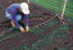 onion planting and care in the open field from sevka