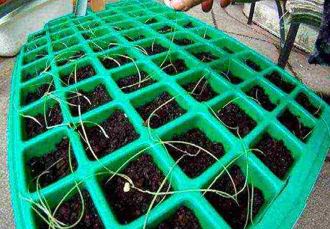 onion seeds planting and care in the open field