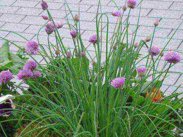 onion seeds planting and care in the open field