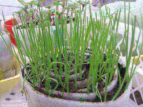 onion seeds planting and care in the open field