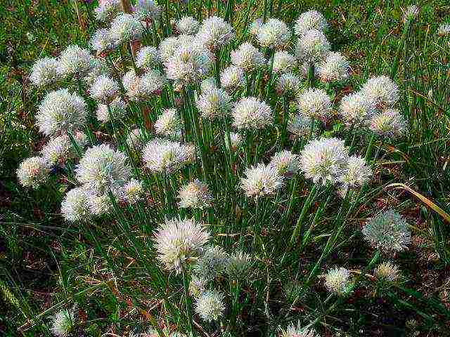 onion seeds planting and care in the open field