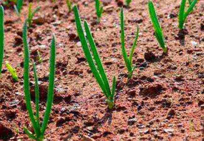 onion seeds planting and care in the open field