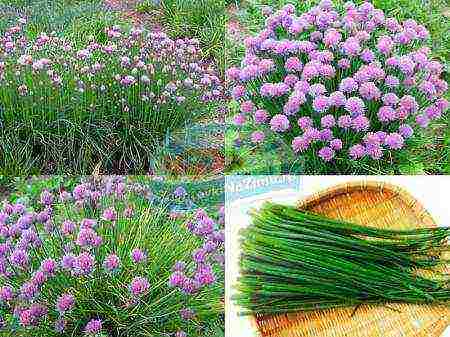 onion seeds planting and care in the open field