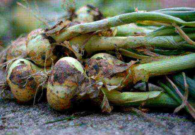 onion seeds planting and care in the open field