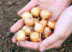 onion seeds planting and care in the open field