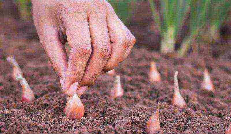 onion sets planting and care in the open field in the Urals