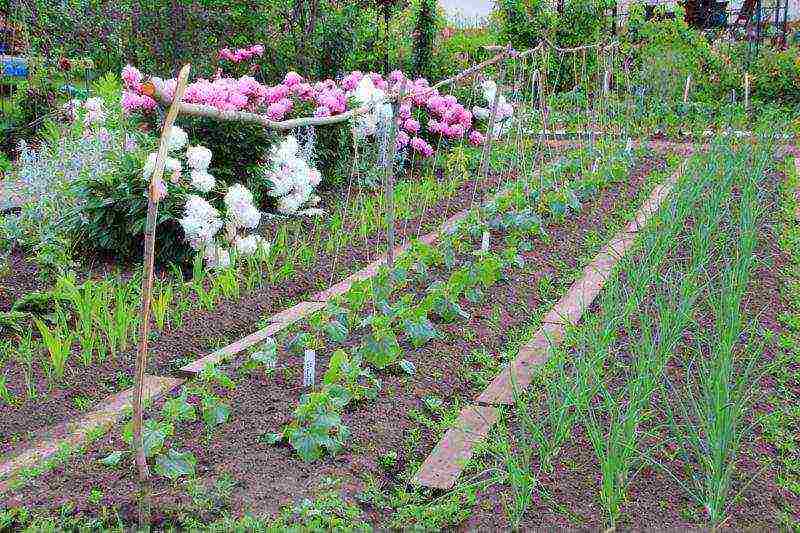 onion sets planting and care in the open field in the Urals