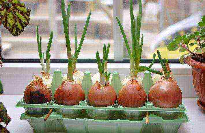 grow onions at home