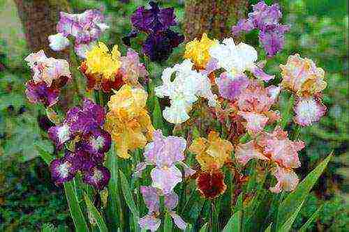 bulbous irises planting and care in the open field transplanting