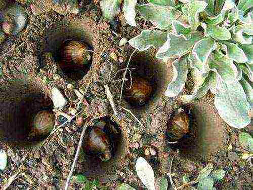 bulbous irises na pagtatanim at pangangalaga sa bukas na paglipat ng bukid