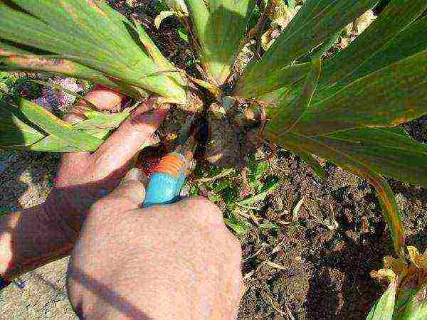 bulbous irises planting and care in the open field transplanting