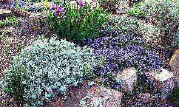 bulbous irises planting and care in the open field transplanting