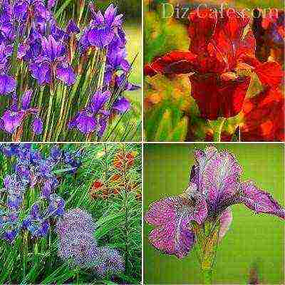 bulbous irises planting and care in the open field transplanting