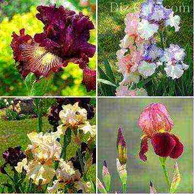 bulbous irises planting and care in the open field transplanting