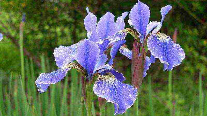 bulbous irises na pagtatanim at pangangalaga sa bukas na paglipat ng bukid