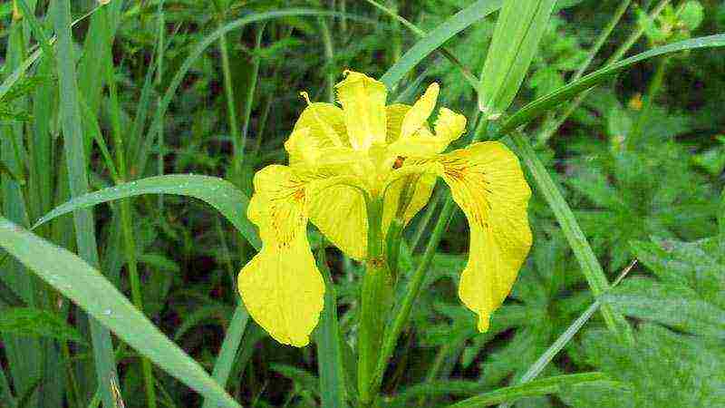 bulbous irises planting and care in the open field transplanting