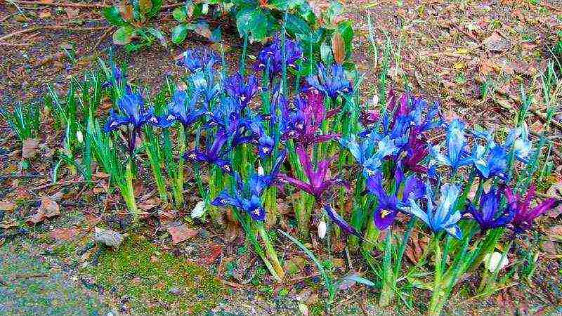 bulbous irises planting and care in the open field transplanting