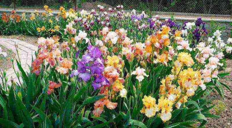 bulbous irises planting and care in the open field transplanting