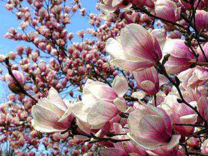 magnolia planting and care in the open field in the kuban