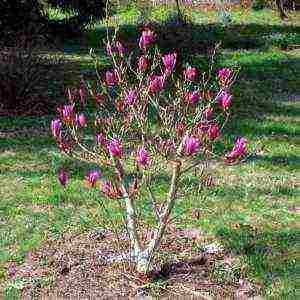 magnolia planting and care in the open field in the kuban