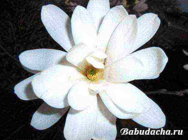 magnolia planting and care in the open field in the kuban