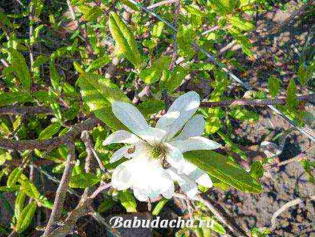 pagtatanim at pag-aalaga ng magnolia sa bukas na bukid sa kuban