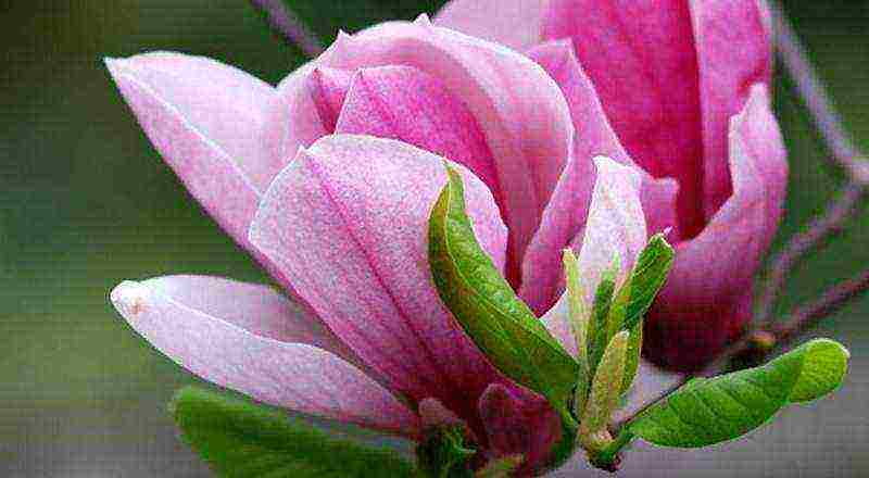 magnolia planting and care in the open field in the kuban