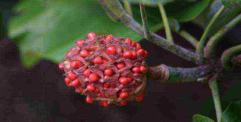 pagtatanim at pag-aalaga ng magnolia sa bukas na bukid sa kuban