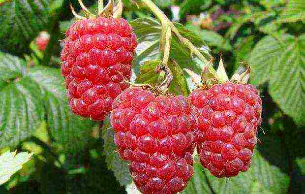 raspberries are the best modern varieties